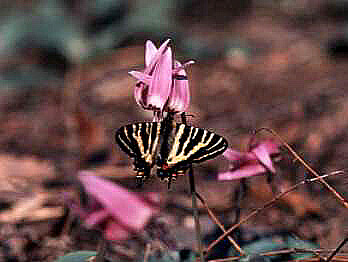 Luehdorfia japonica